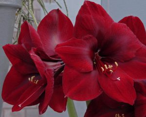 amaryllis