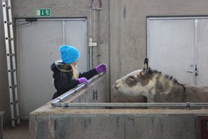 Öppet hus Naturbruksprogrammet oppethus ystaddjurpark feb2018 10 Ystad Gymnasium