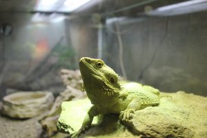 Öppet hus Naturbruksprogrammet oppethus ystaddjurpark feb2018 22 Ystad Gymnasium