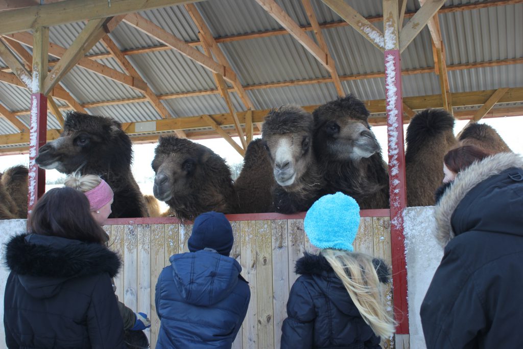 öppethus_ystaddjurpark_feb2018_23