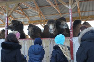 Öppet hus Naturbruksprogrammet oppethus ystaddjurpark feb2018 23 1 Ystad Gymnasium