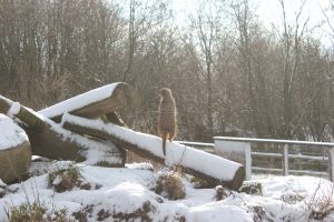 Öppet hus Naturbruksprogrammet oppethus ystaddjurpark feb2018 25 Ystad Gymnasium