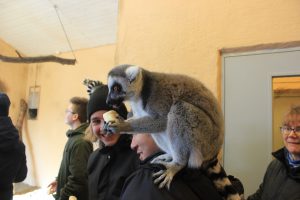 Öppet hus Naturbruksprogrammet oppethus ystaddjurpark feb2018 31 Ystad Gymnasium