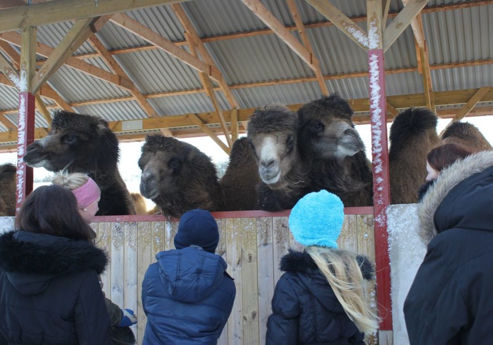 öppethus_ystaddjurpark_feb2018_23 öppethus_ystaddjurpark_feb2018_23