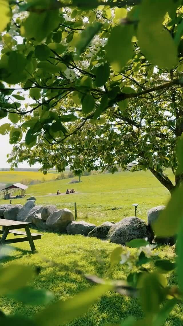 Hej från djurparken! 🐫🦜

Bara en vanlig dag i maj när eleverna i årskurs ett har undervisning på Ystads djurpark. Ettorna är i djurparken två dagar i veckan, och sammanlagt spenderar de 1/3 av sin utbildning där. 🌞